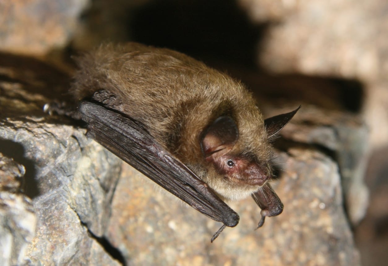 Greensboro Bat Removal